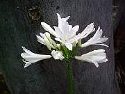 Agapanthus Mini White